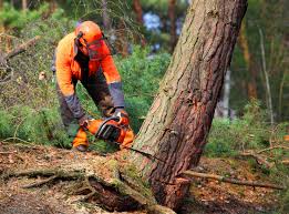 Reliable Riverside, MO Tree Services Solutions