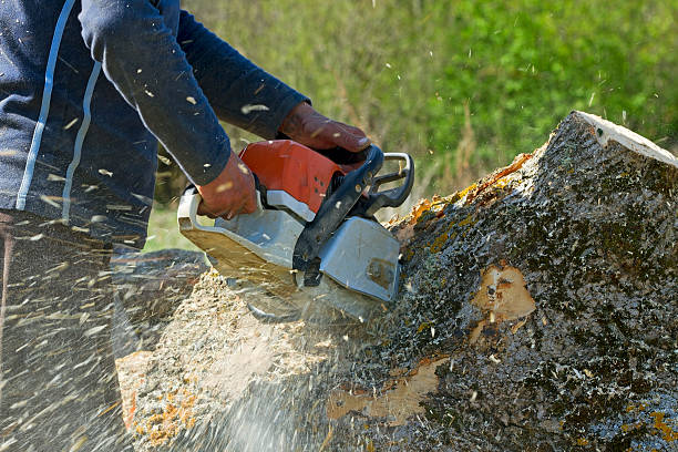 How Our Tree Care Process Works  in  Riverside, MO